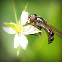 /album/jessecsimmons/photolia-a02-jpg/