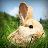 /album/jessecsimmons/photolia-a03-jpg/