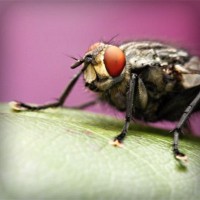 /album/jessecsimmons/photolia-a08-jpg/